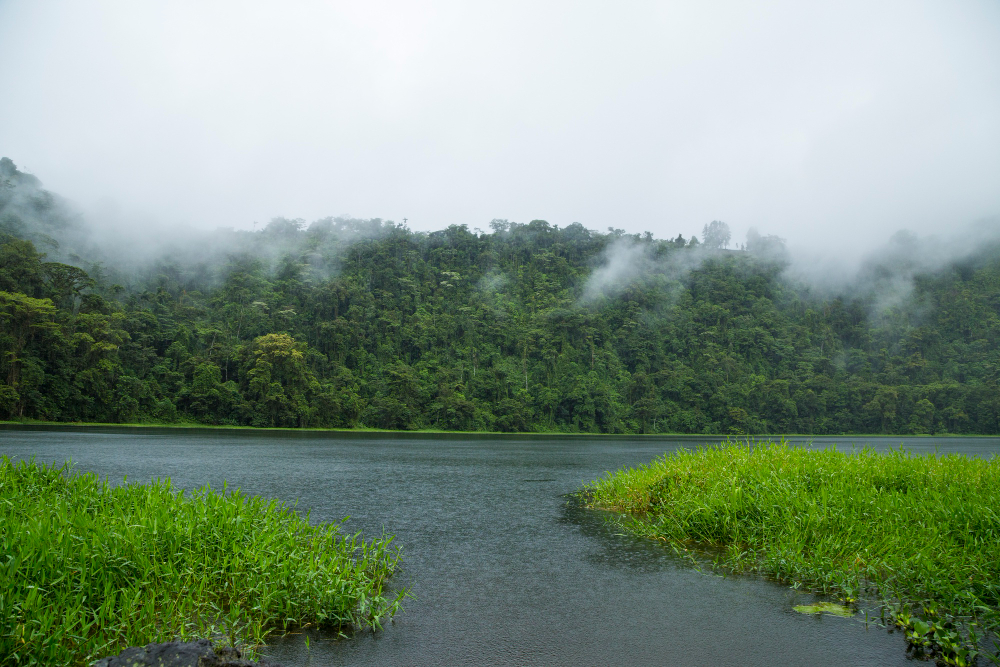 Amazon Rainforest