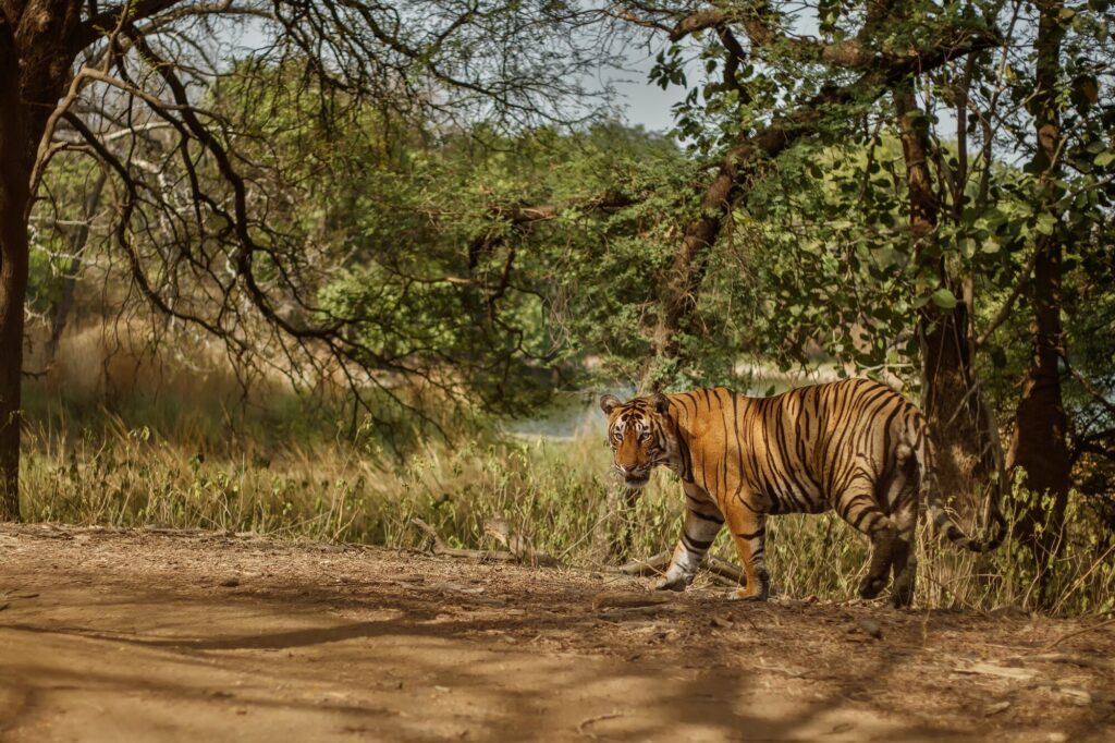 Kanha National Park Mandla